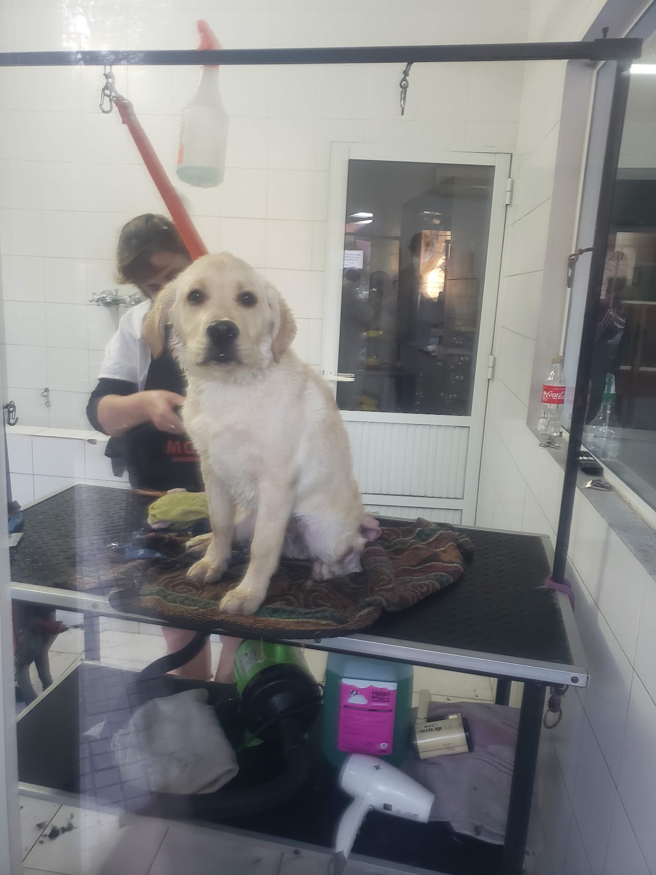 Peluquería y baño en la Clínica Veterinaria Dr. Gómez Ezquerra